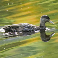 American Black Duck